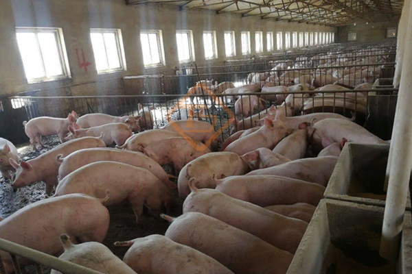 小型豬糞有機肥生產線