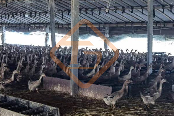 鴨糞有機肥料生產(chǎn)設(shè)備有哪些?鴨糞如何制造有機肥? 鴨糞有機肥料生產(chǎn)設(shè)備有哪些?鴨糞如何制造有機肥?