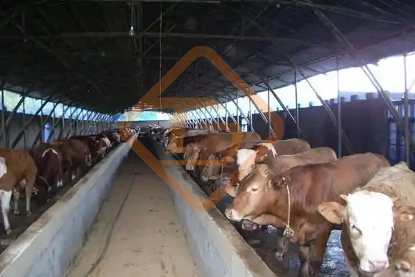 養(yǎng)牛場牛糞如何處理?牛糞這樣處理，環(huán)保部門也鼓勵(lì)你養(yǎng)牛